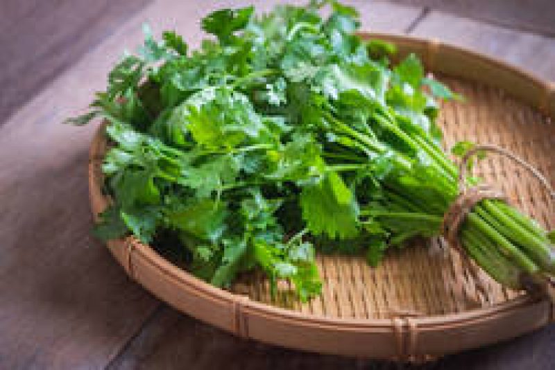 CORIANDER