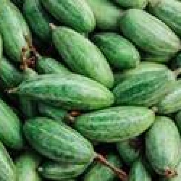 IVY GOURD
