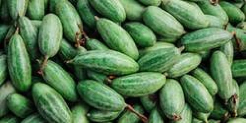 IVY GOURD