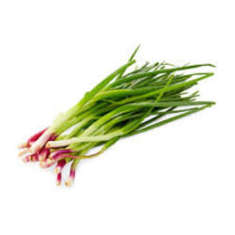 Red Welsh Onion